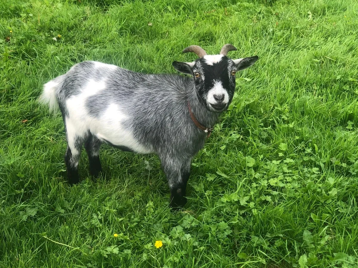 Two female Pygmy goats - Image 4