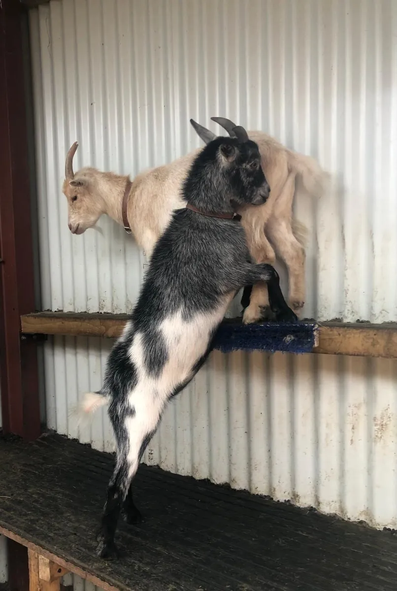 Two female Pygmy goats - Image 2