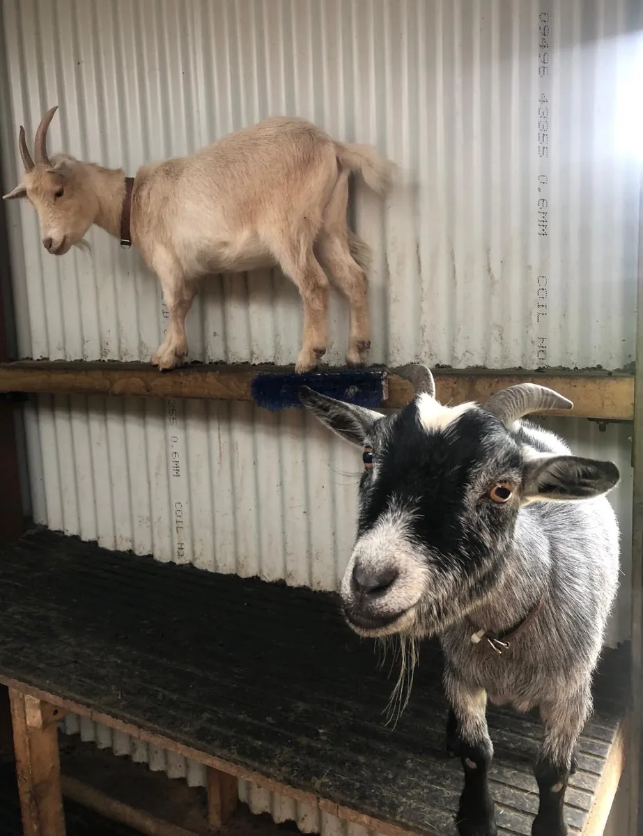 Two female Pygmy goats - Image 3
