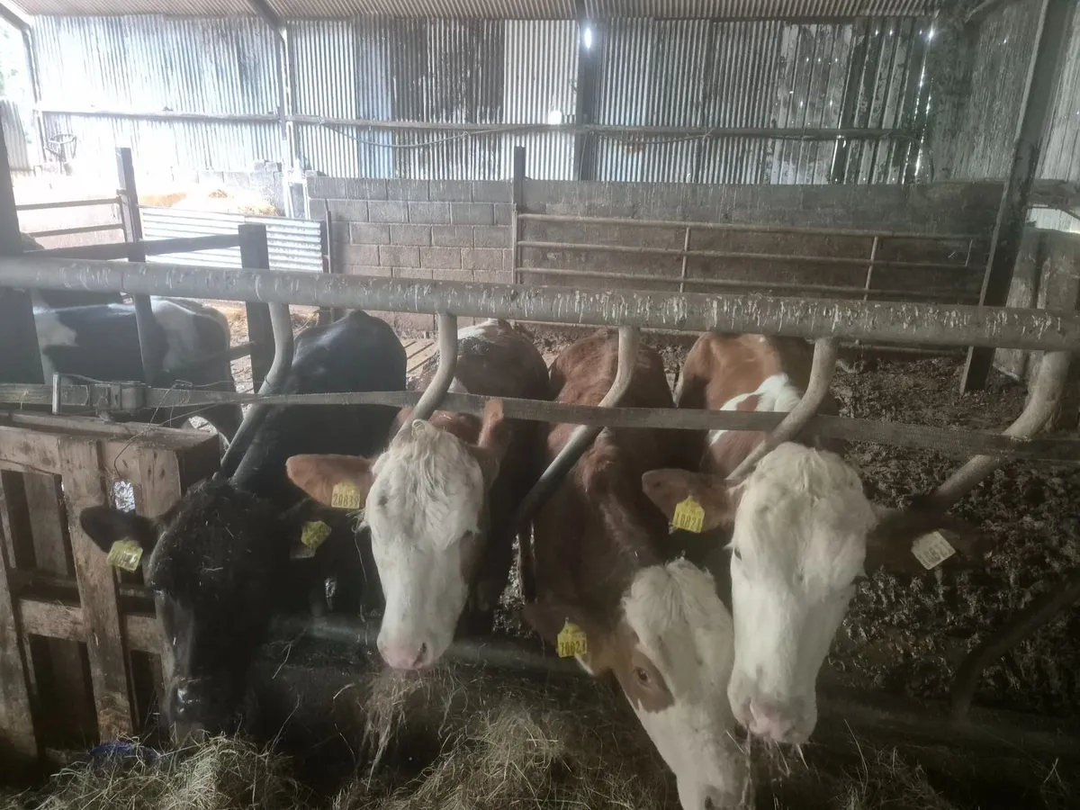 Replacement heifers - Image 3