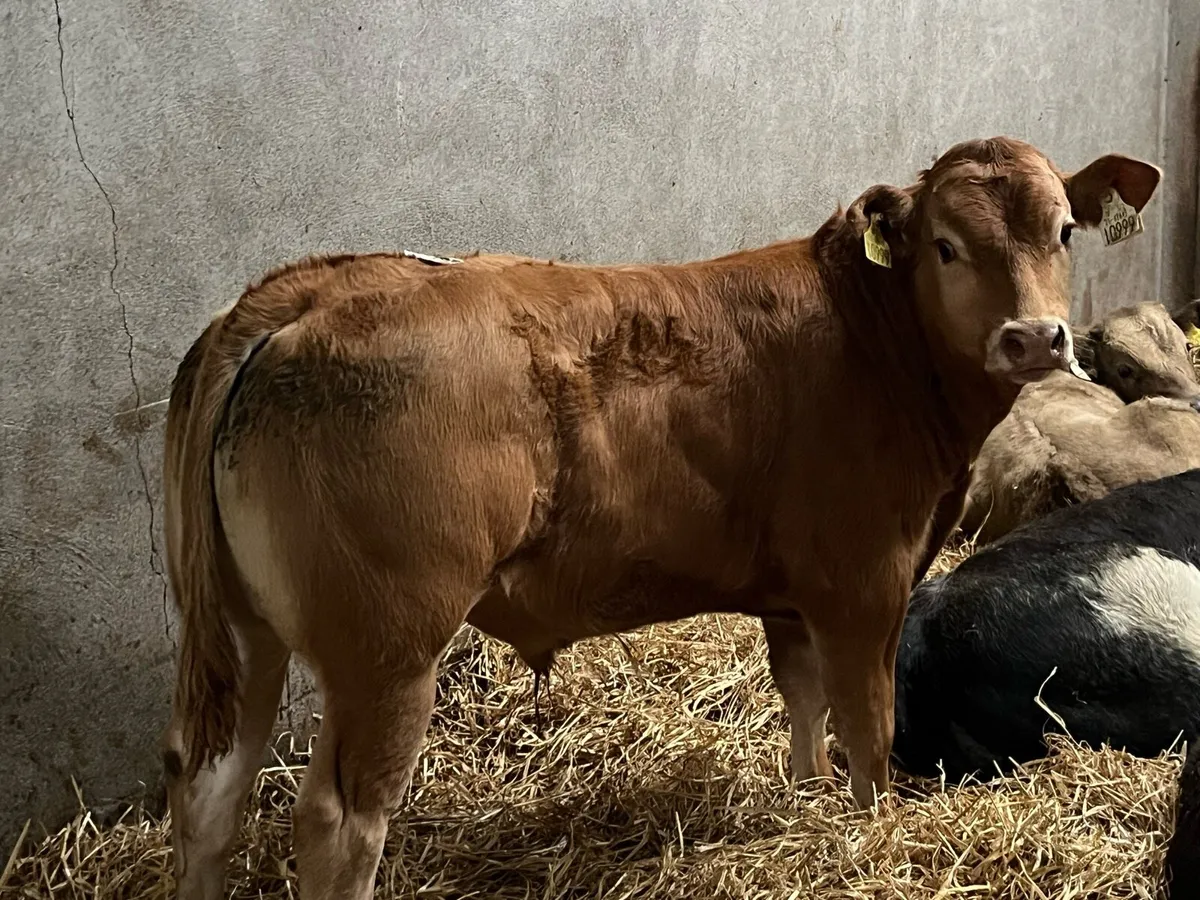 Super 300kg U Grade Continental Bull Weanlings - Image 1