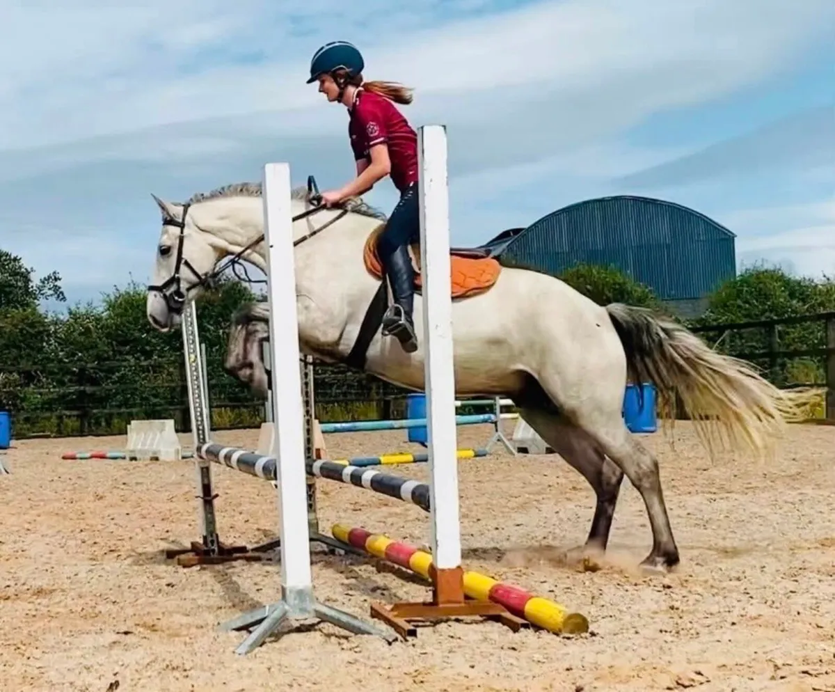 Connemara Riding Pony 15.1hh - Image 3