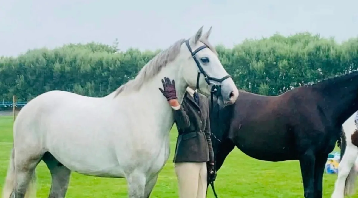 Connemara Riding Pony 15.1hh - Image 1