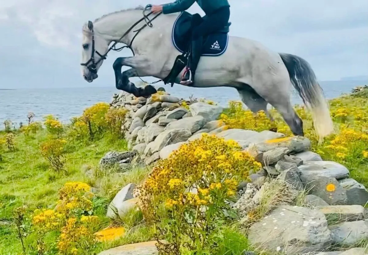 Connemara Riding Pony 15.1hh - Image 4