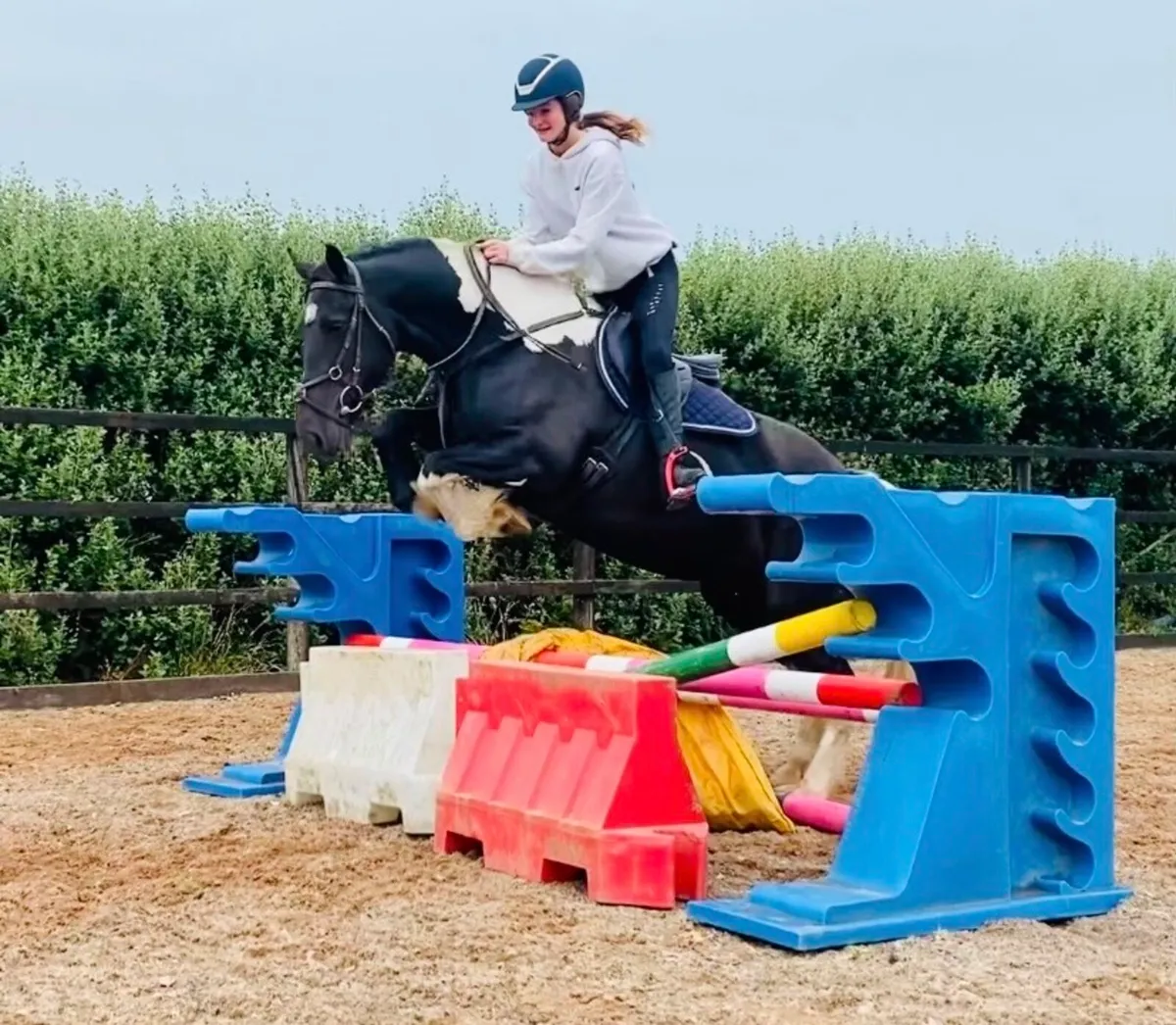 Irish Riding Cob *Clifden* - Image 2