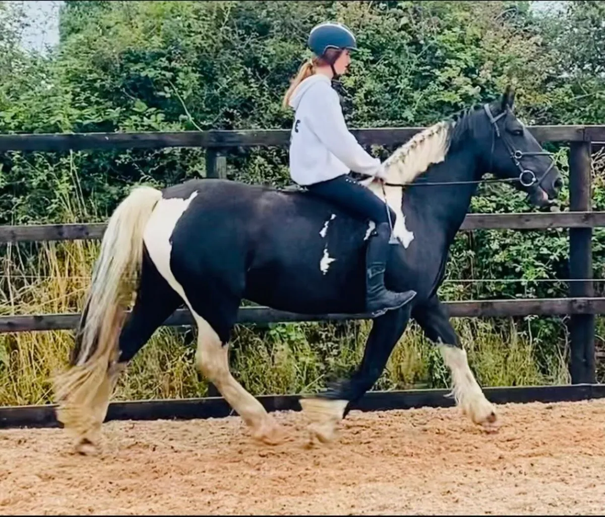 Irish Riding Cob *Clifden* - Image 3