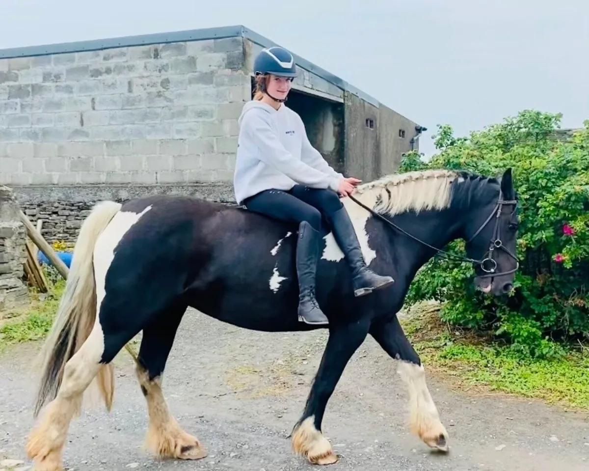 Irish Riding Cob *Clifden* - Image 4