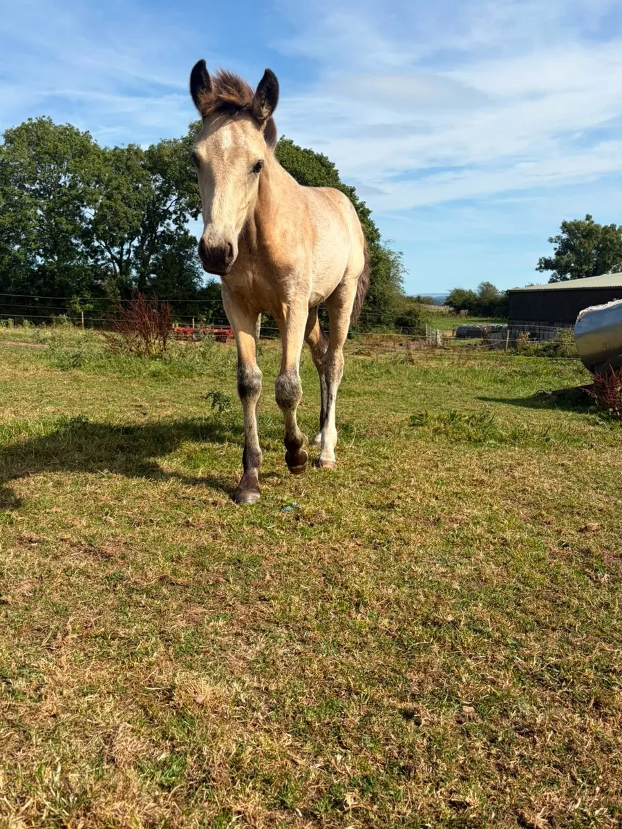 Foal - Image 2