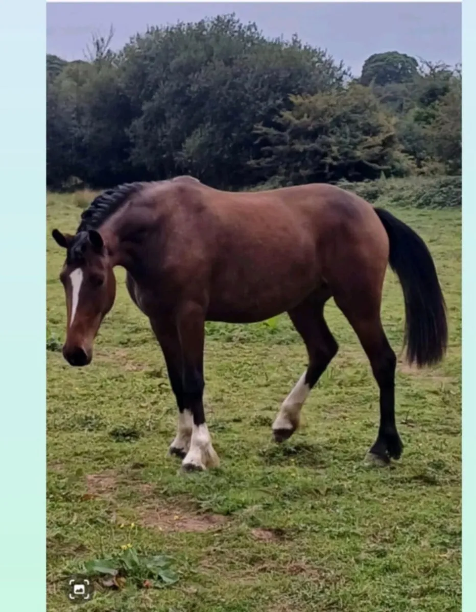 Foal - Image 4
