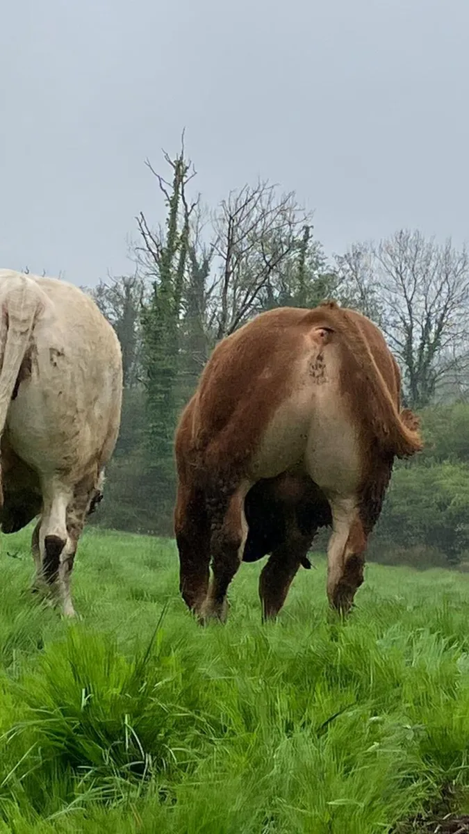 Pedigree Heifers 🌟5 Stars🌟 Charolais & Limousin - Image 3