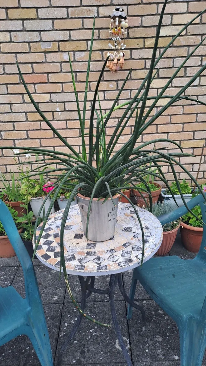 Snake plants free to take away