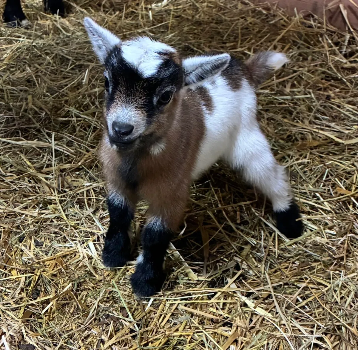 Pygmy goat kids - Image 1