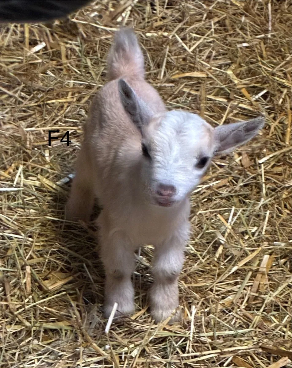 Pygmy goat kids - Image 3