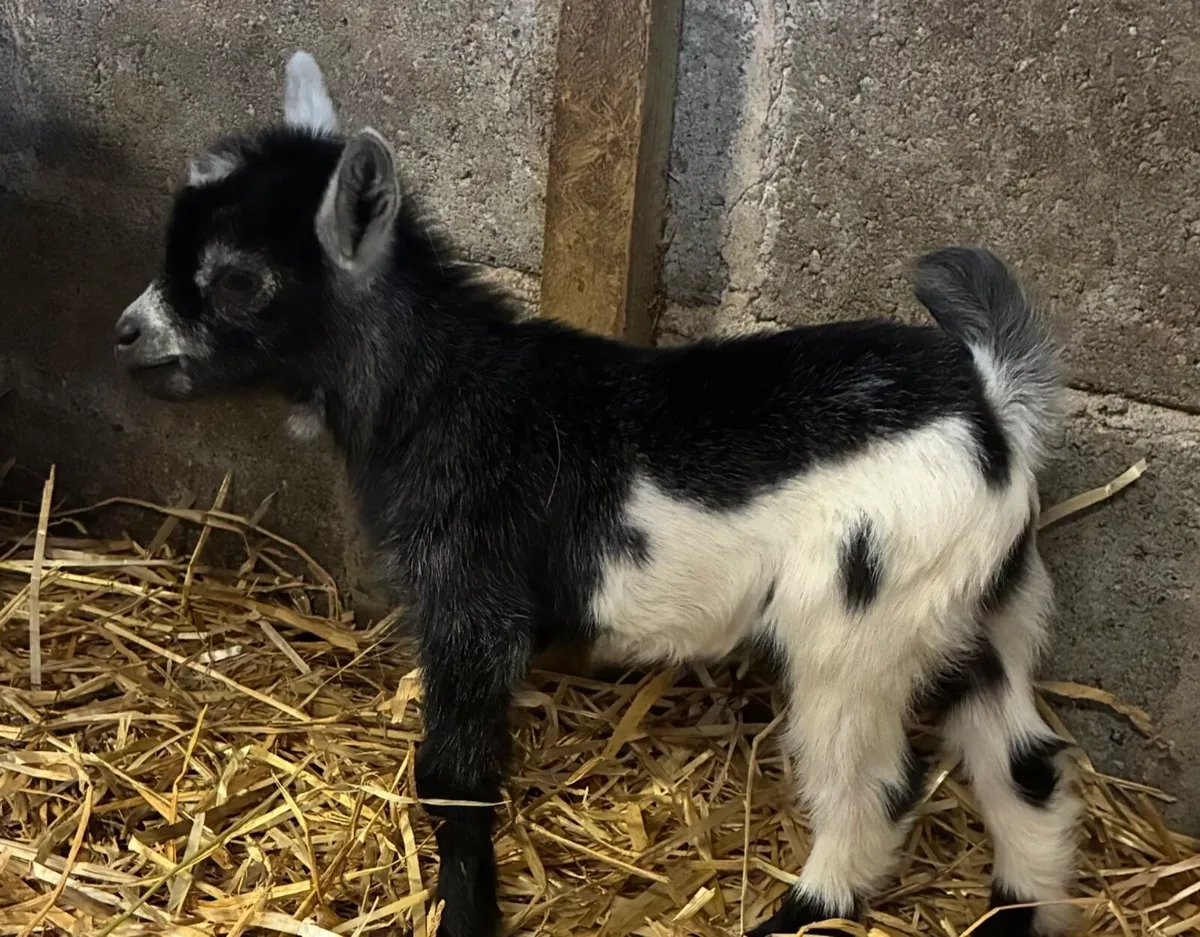 Pygmy goat kids - Image 4