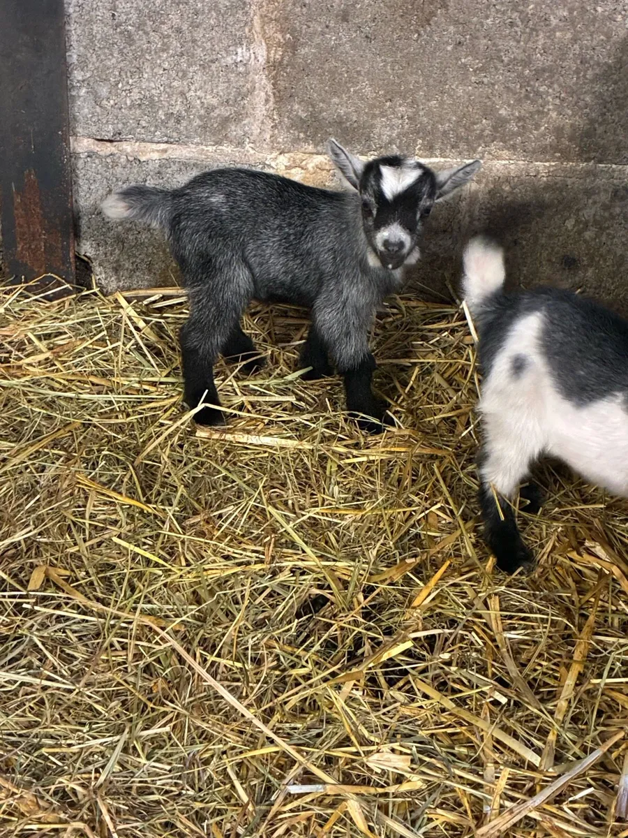 Pygmy goat kids - Image 2