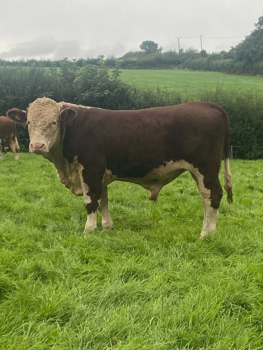 Pedigree Registered Hereford Bulls - Image 1