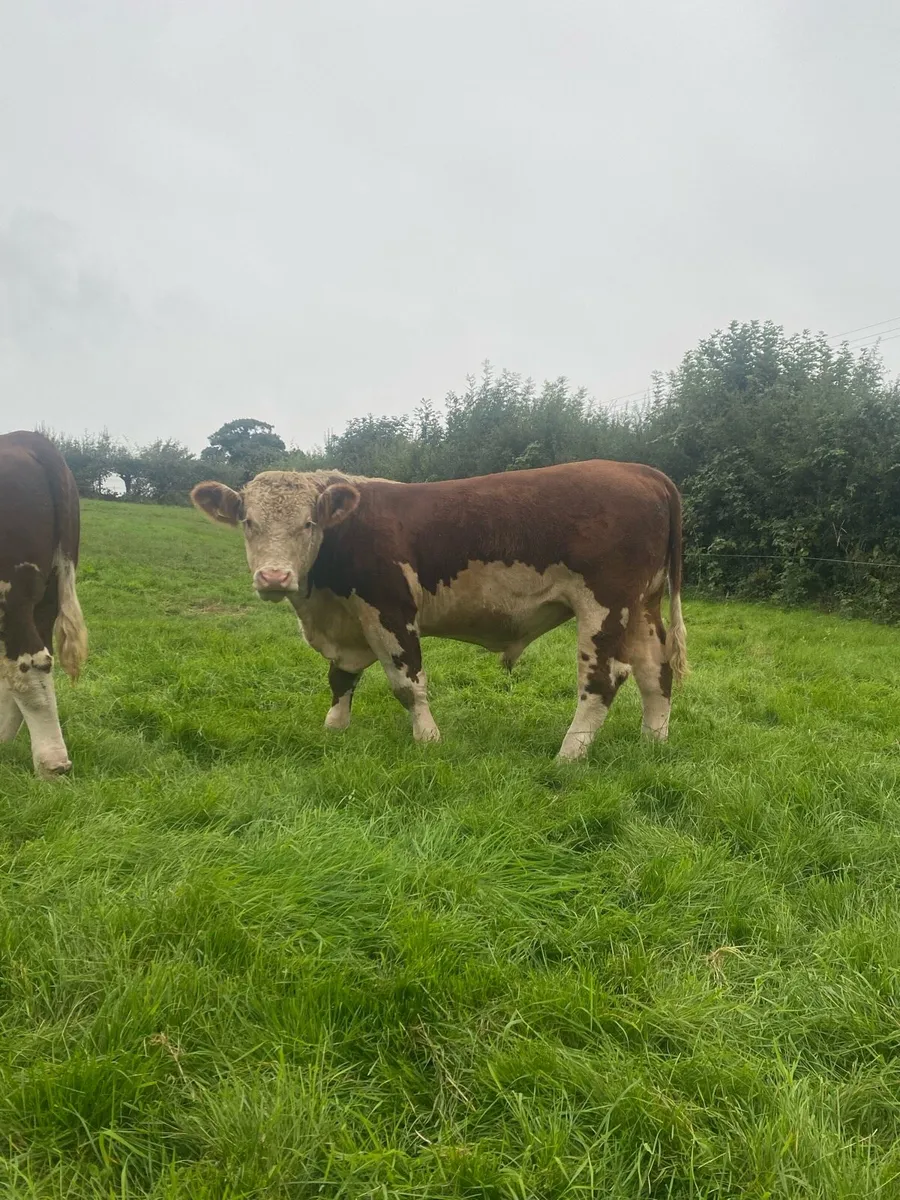 Pedigree Registered Hereford Bulls - Image 2