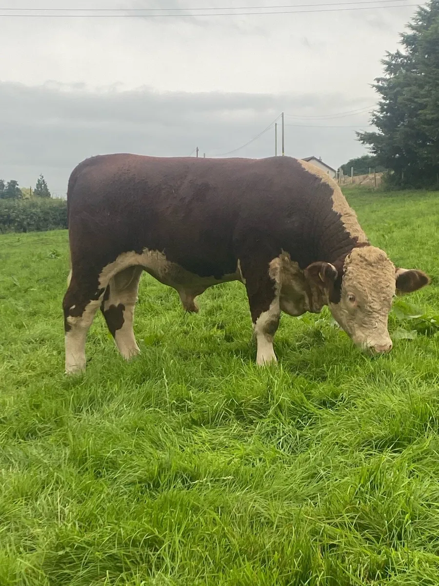 Pedigree Registered Hereford Bulls - Image 4