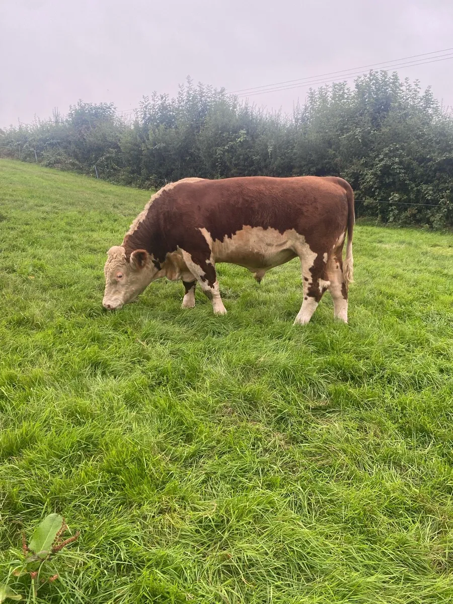 Pedigree Registered Hereford Bulls - Image 3