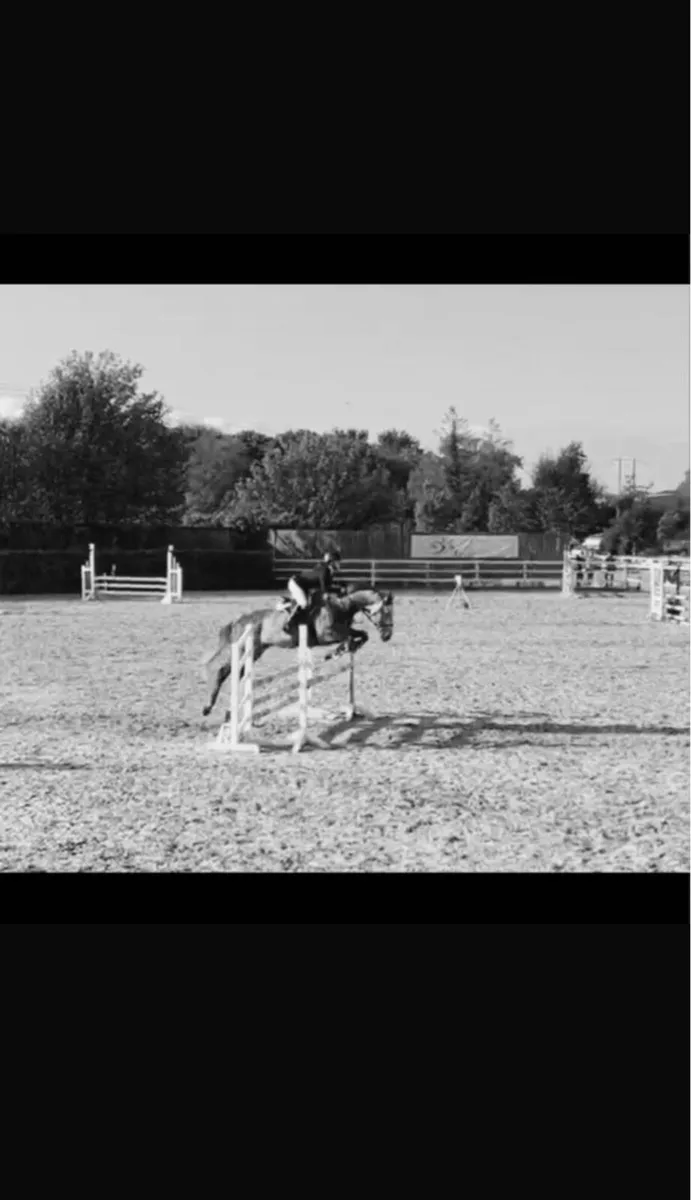 horse - Image 1