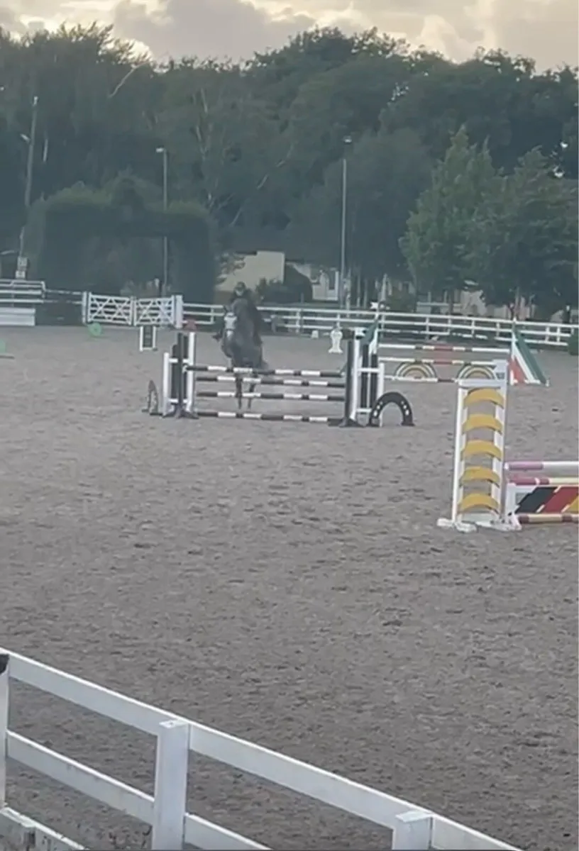 horse - Image 2