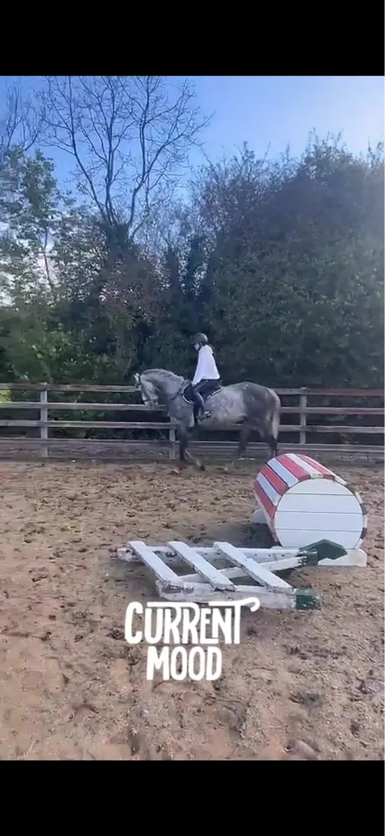 horse - Image 3
