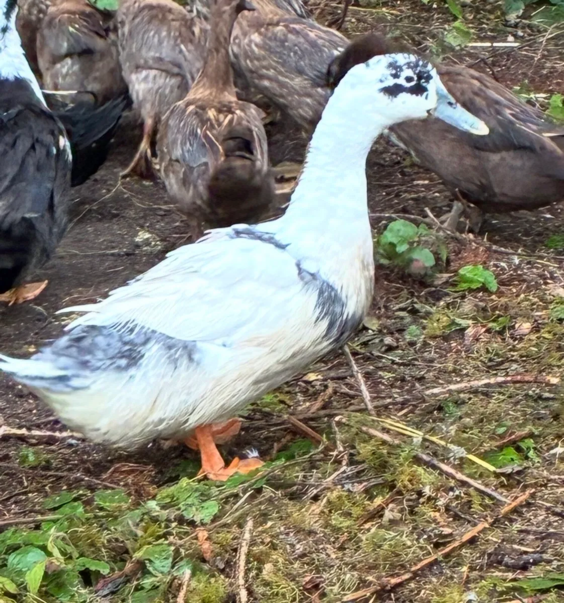 Muscovy ducklings and free drakes - Image 4