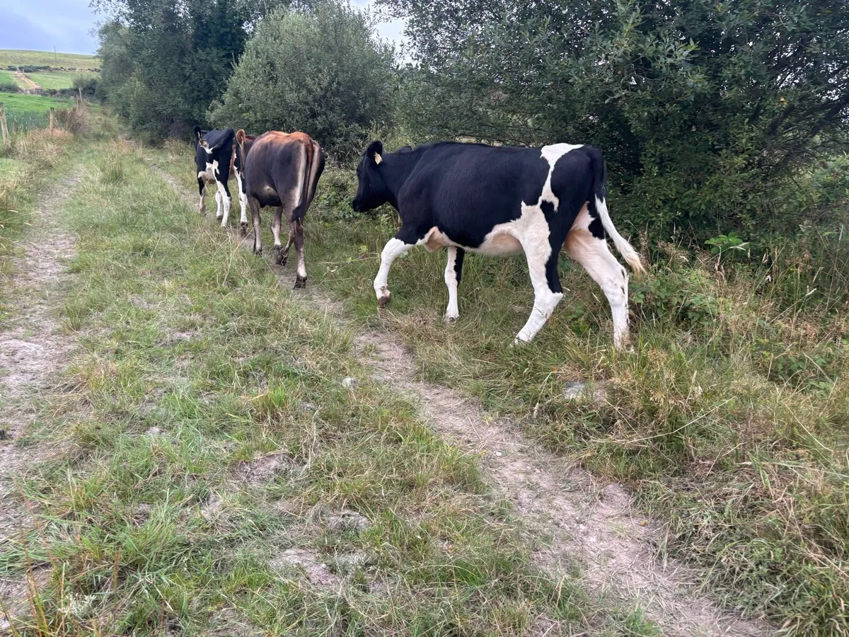 12 FR & FRX maiden heifers - Image 2