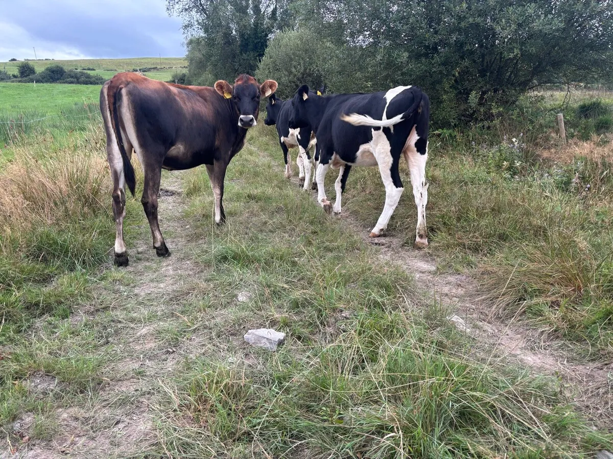 12 FR & FRX maiden heifers - Image 3