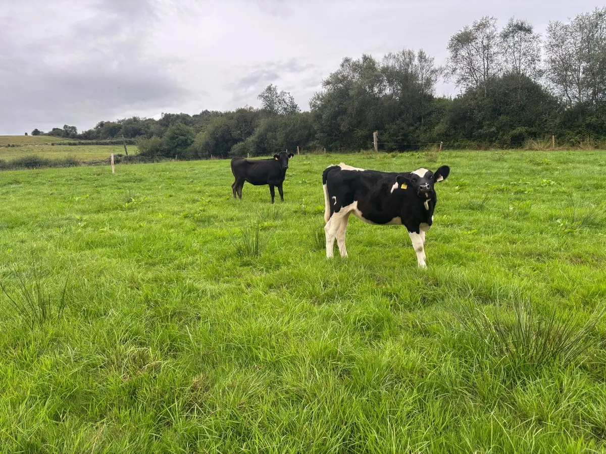 12 FR & FRX maiden heifers - Image 4