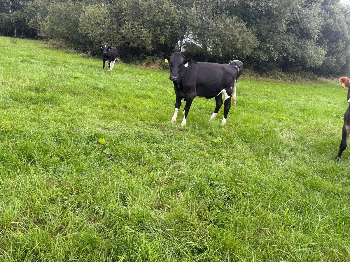 12 FR & FRX maiden heifers - Image 1
