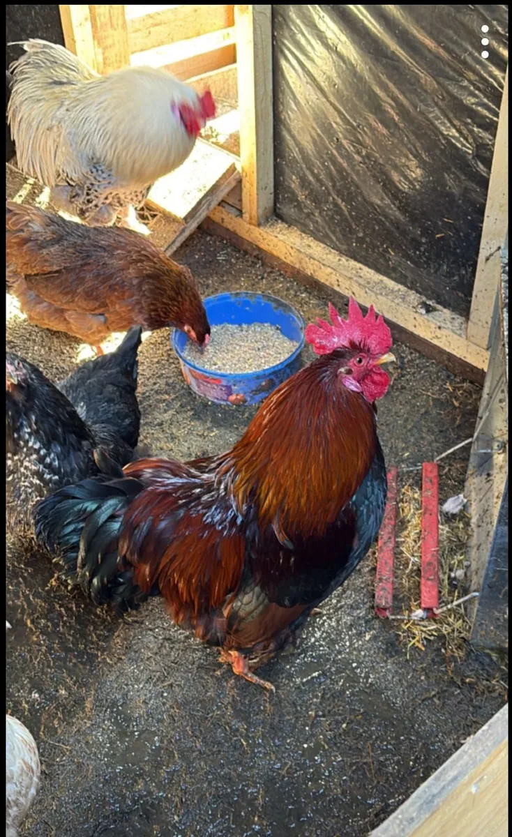 Roosters - Image 1