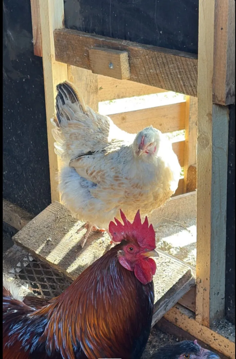Roosters - Image 2