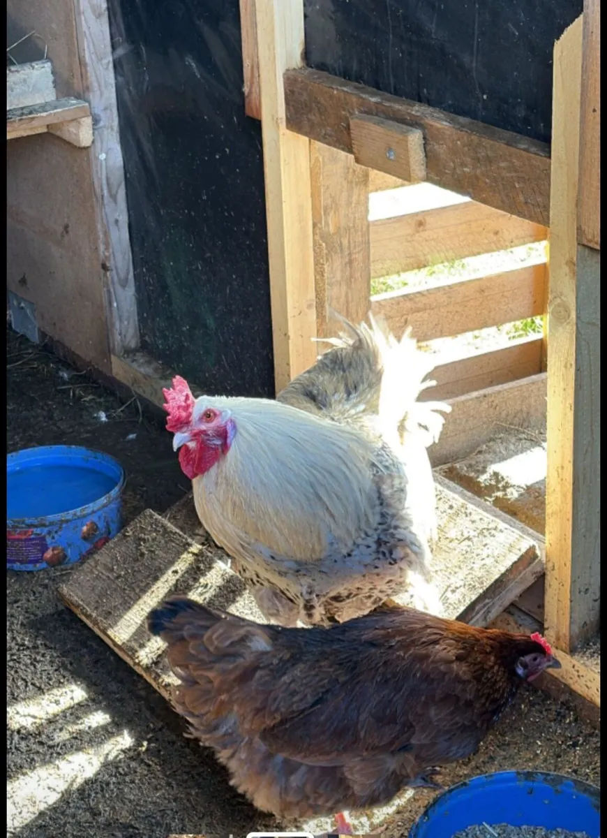 Roosters - Image 3