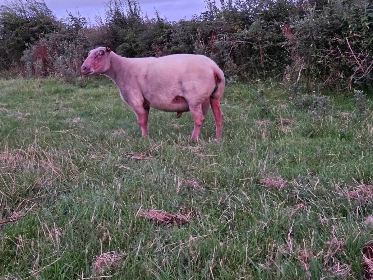 Pbr Rouge ram - Image 1