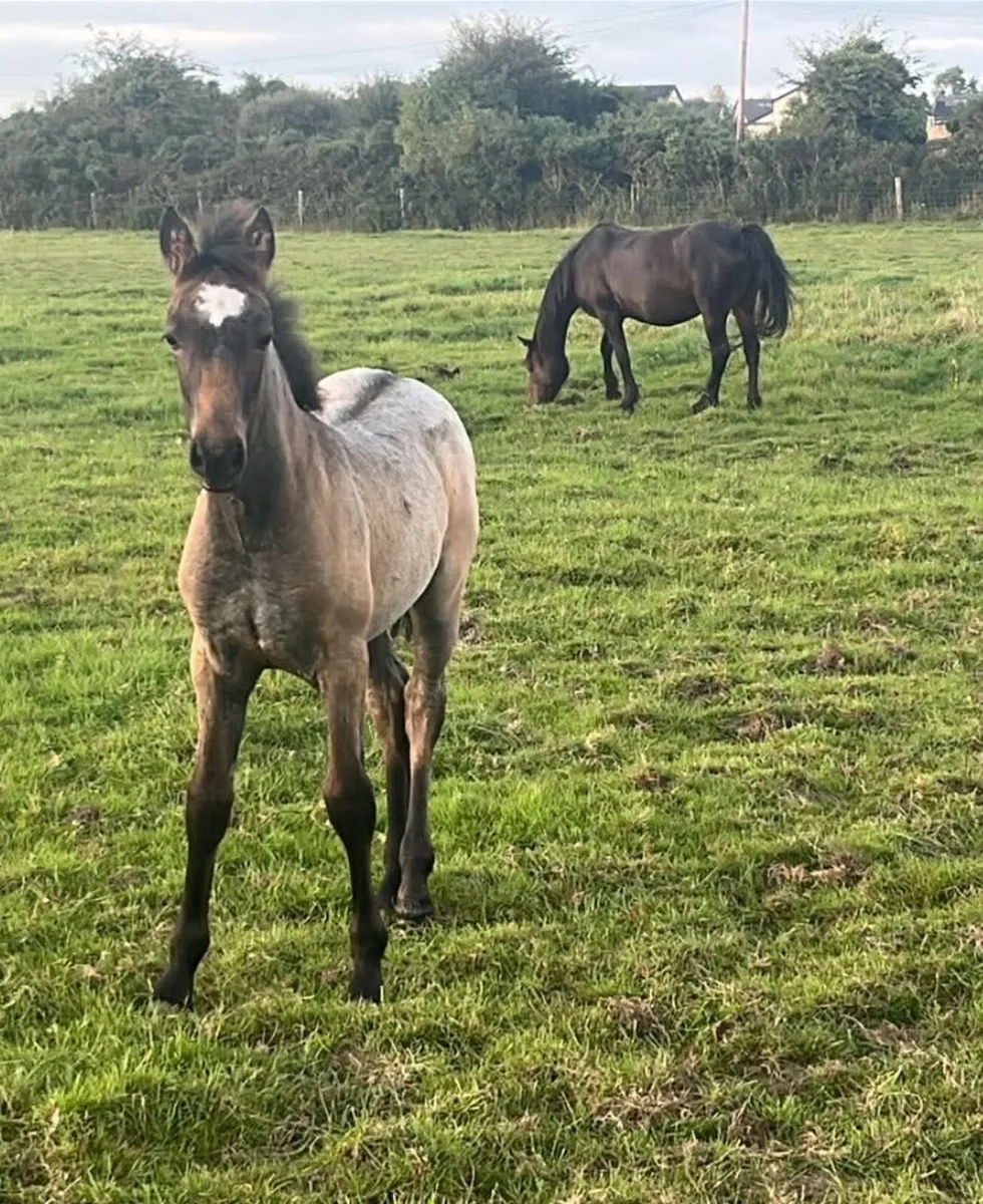 Connemara foals - Image 1