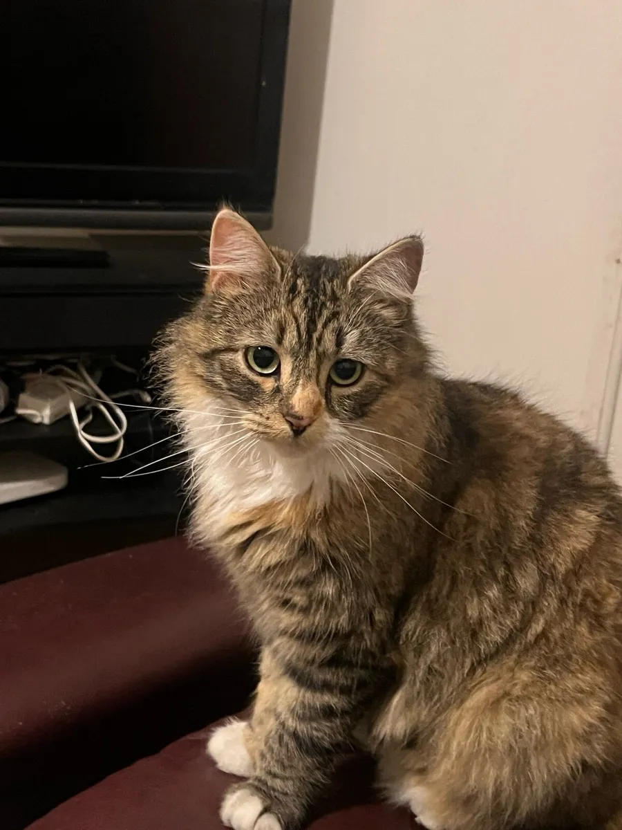 Longhaired Cat Looking for a new Home (Free) - Image 1