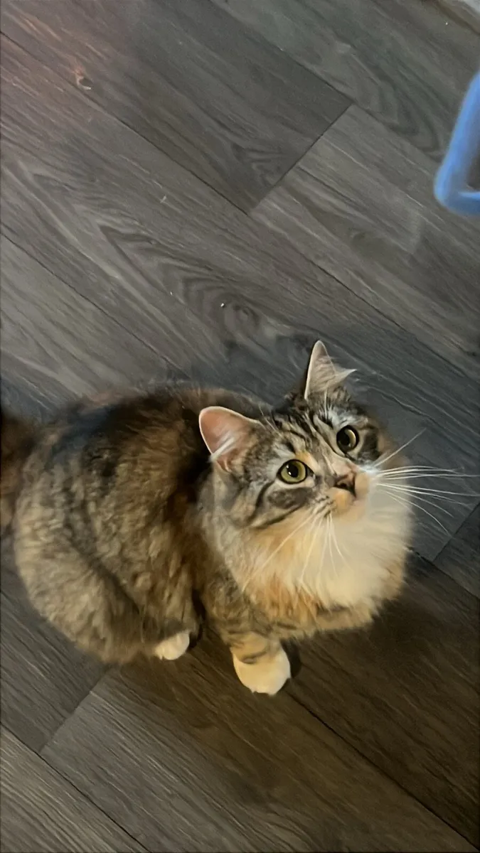 Longhaired Cat Looking for a new Home (Free) - Image 3