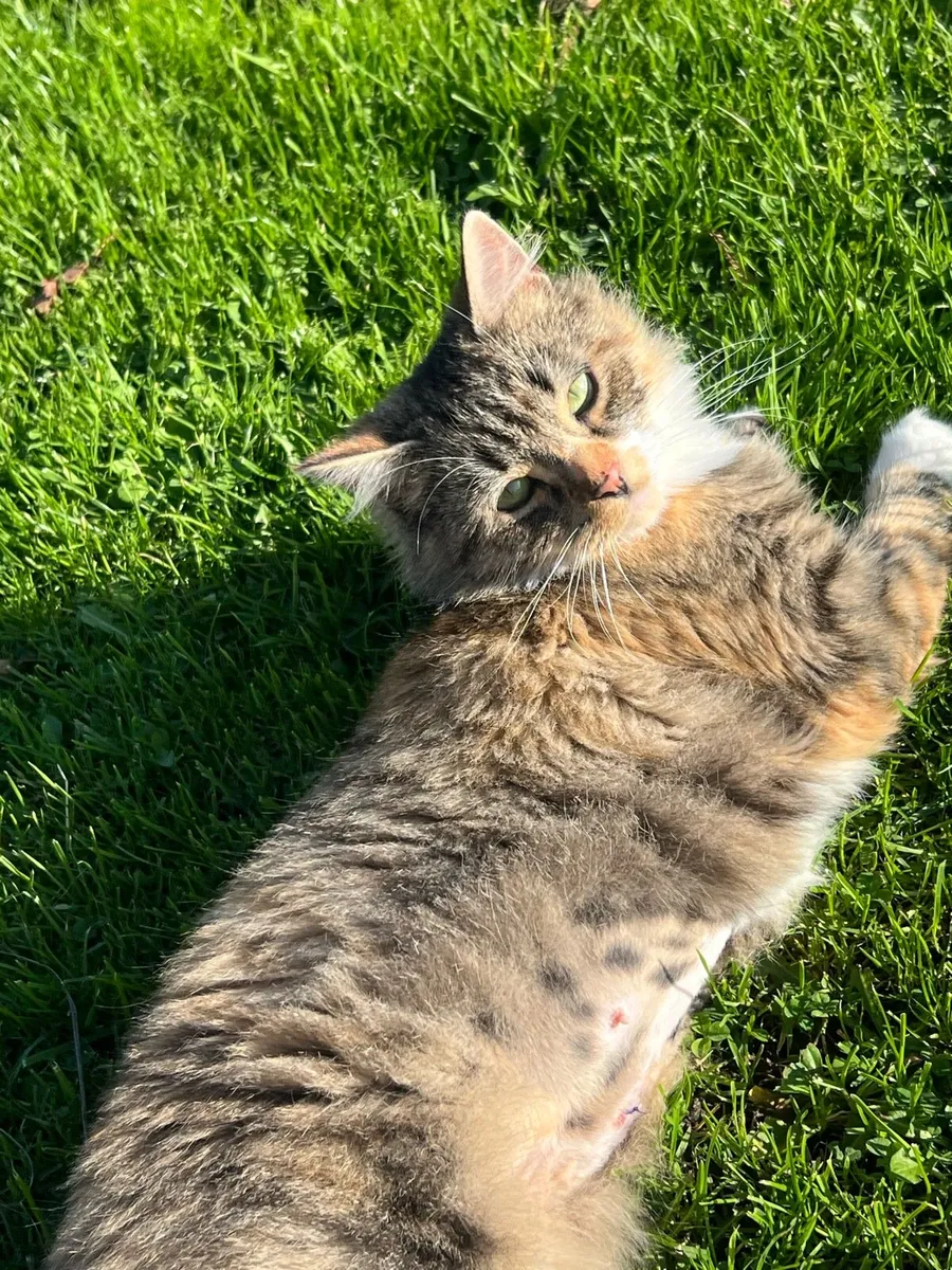 Longhaired Cat Looking for a new Home (Free) - Image 2