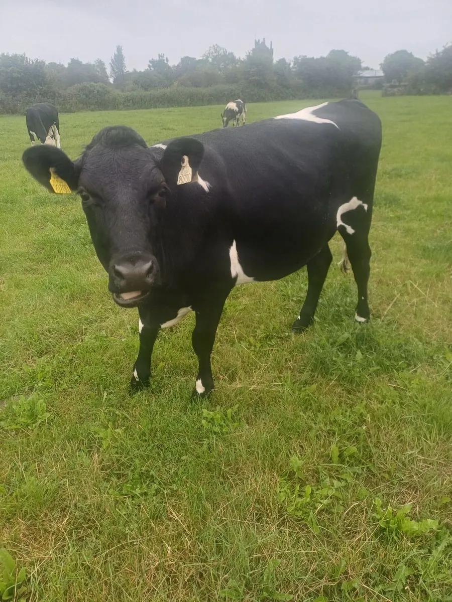 Maiden frx heifer - Image 2