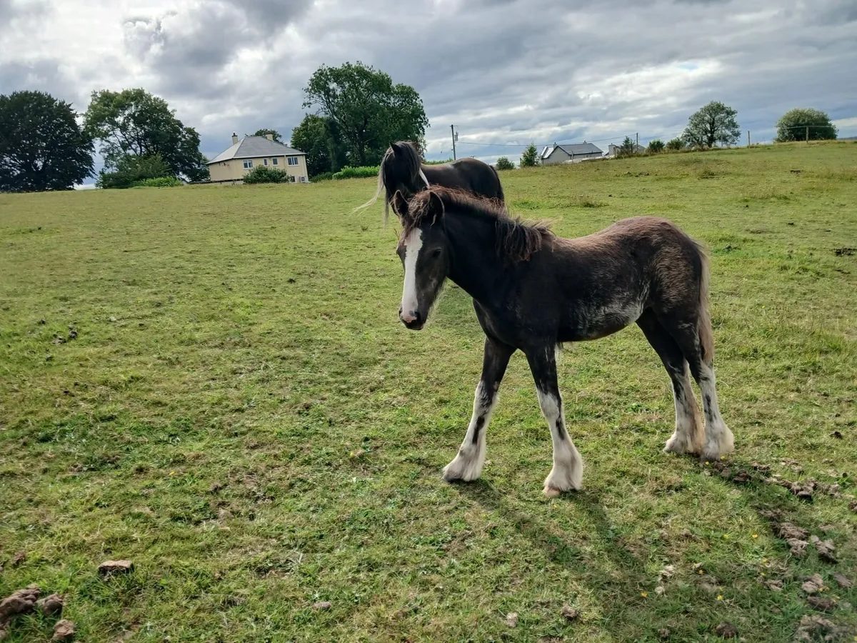 Filly foal - Image 1