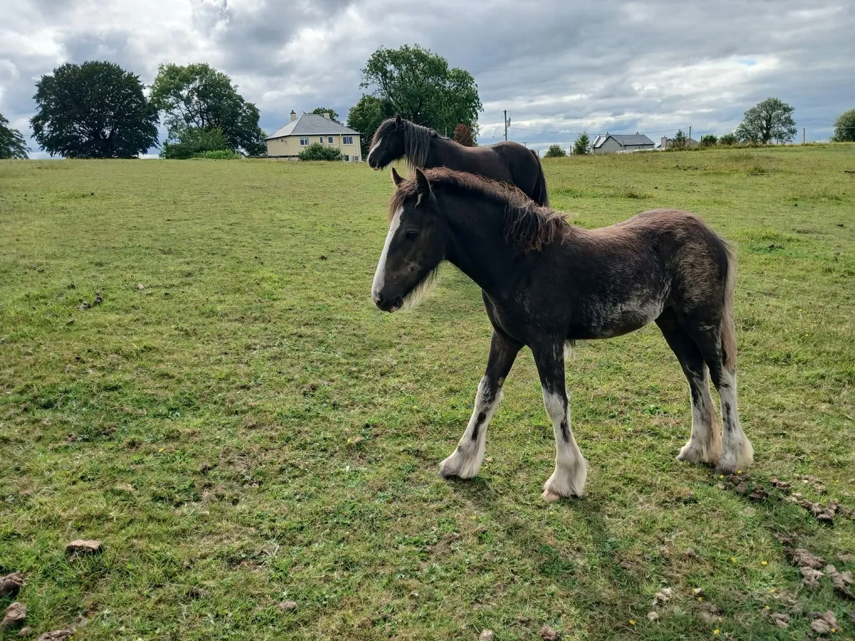 Filly foal - Image 2