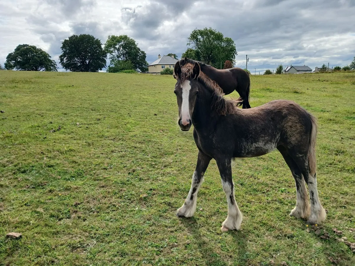 Filly foal - Image 3