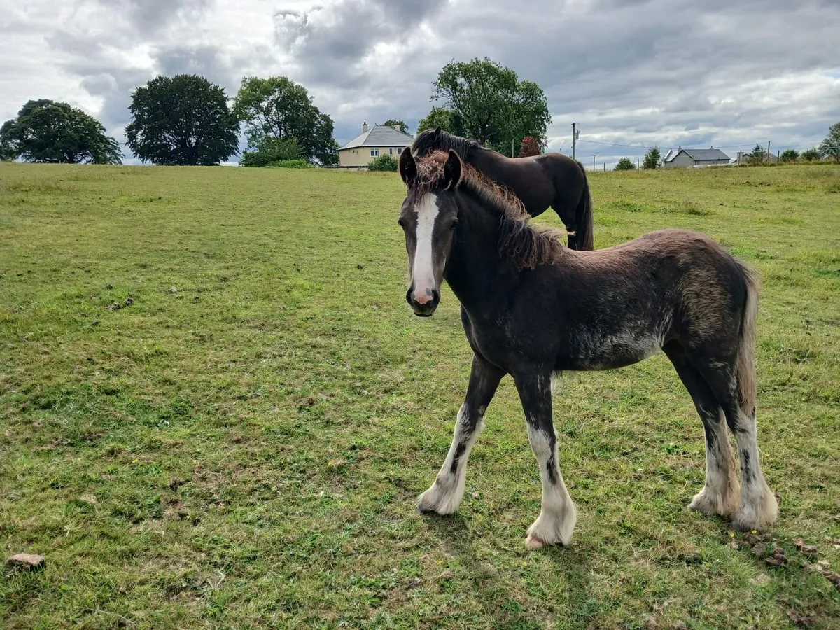 Filly foal - Image 4