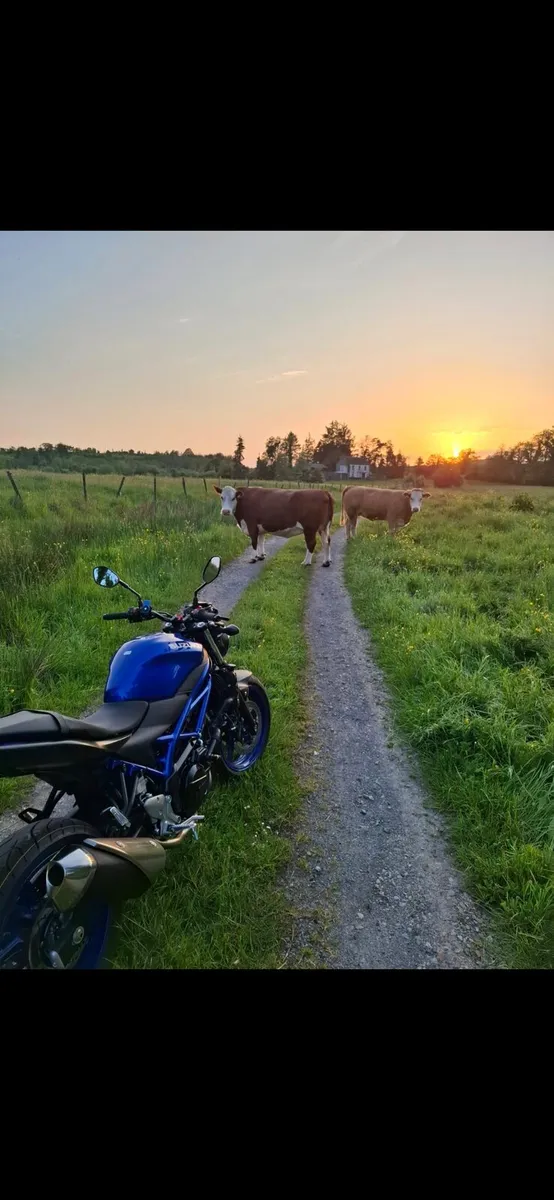 Suzuki sv650 - Image 2