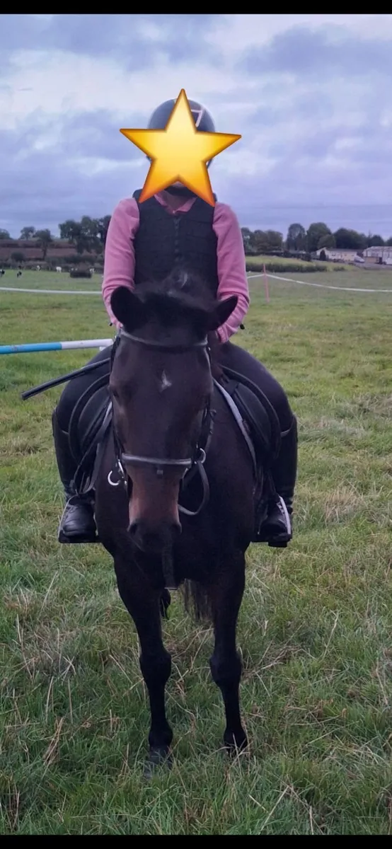 Ideal family Pony 13hh - Image 2
