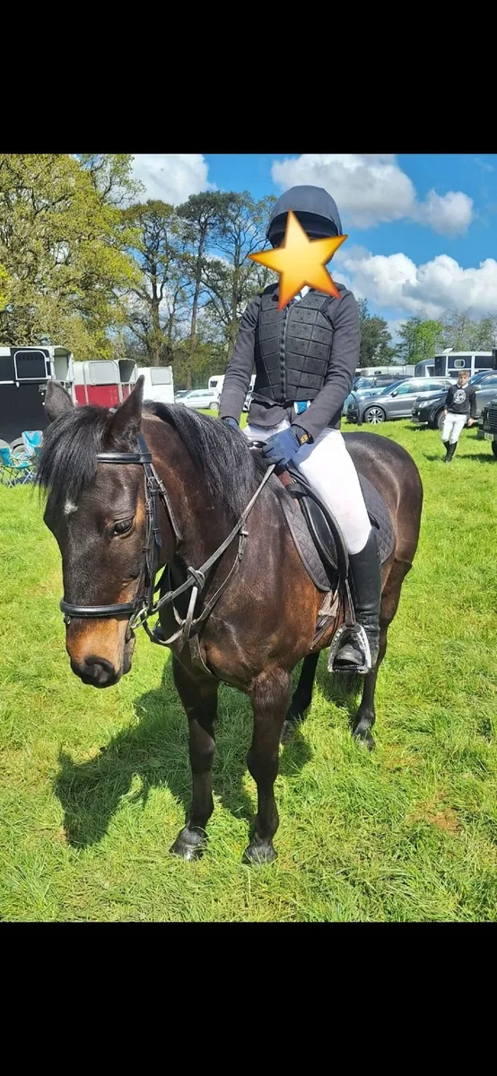 Ideal family Pony 13hh - Image 1