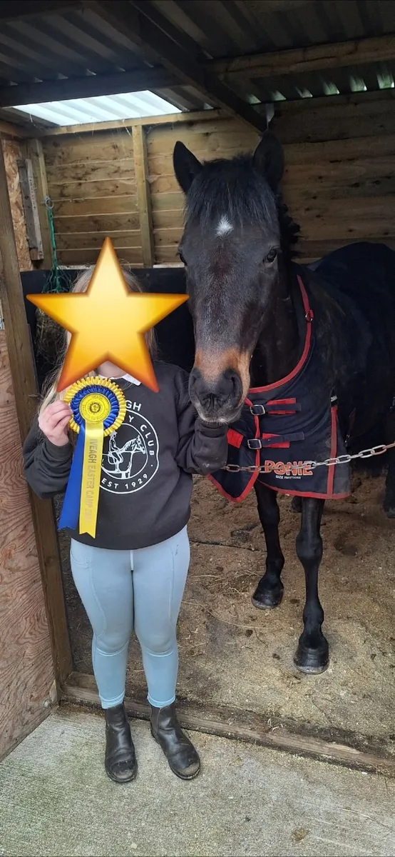 Ideal family Pony 13hh - Image 3