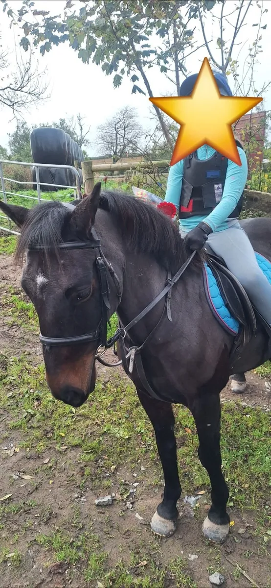 Ideal family Pony 13hh - Image 4