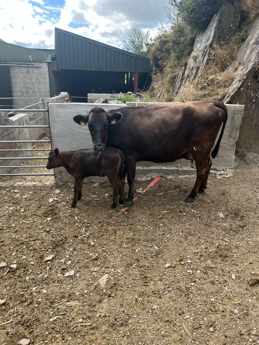 First calved angus heifer - Image 1